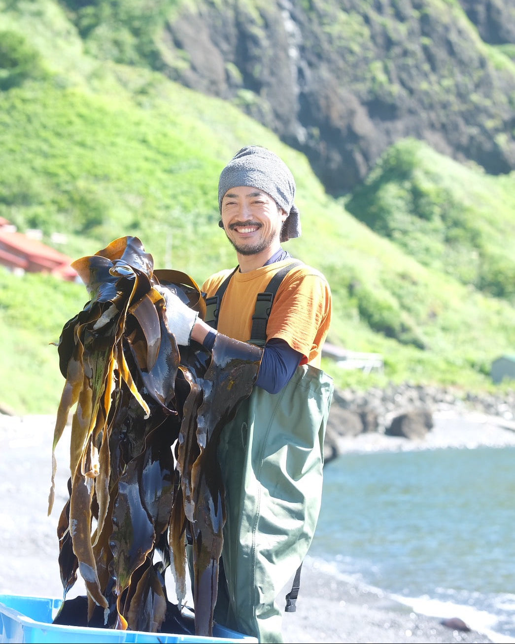 北海道礼文島　2024年夏獲れ利尻昆布　プレミアム　300g　1pc