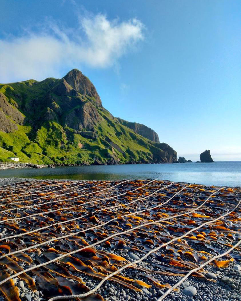 北海道礼文島　2024年夏獲れ利尻昆布　プレミアム　300g　1pc