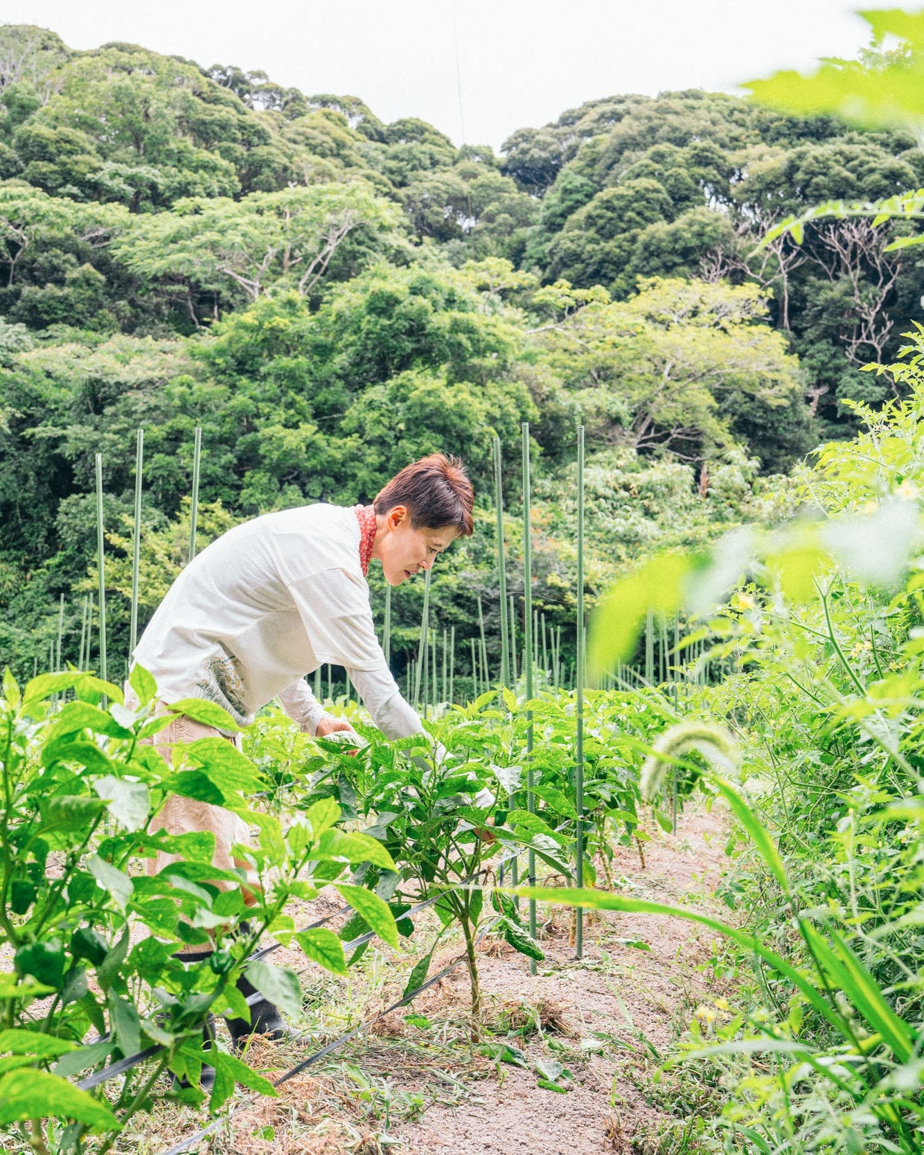 千葉県館山・南房総　旬の野菜セットA（5～7種）