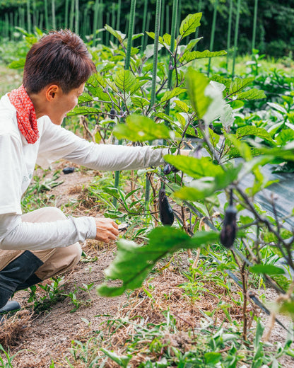 千葉県館山・南房総　旬の野菜セットAボリュームパック（Aの約1.5倍）