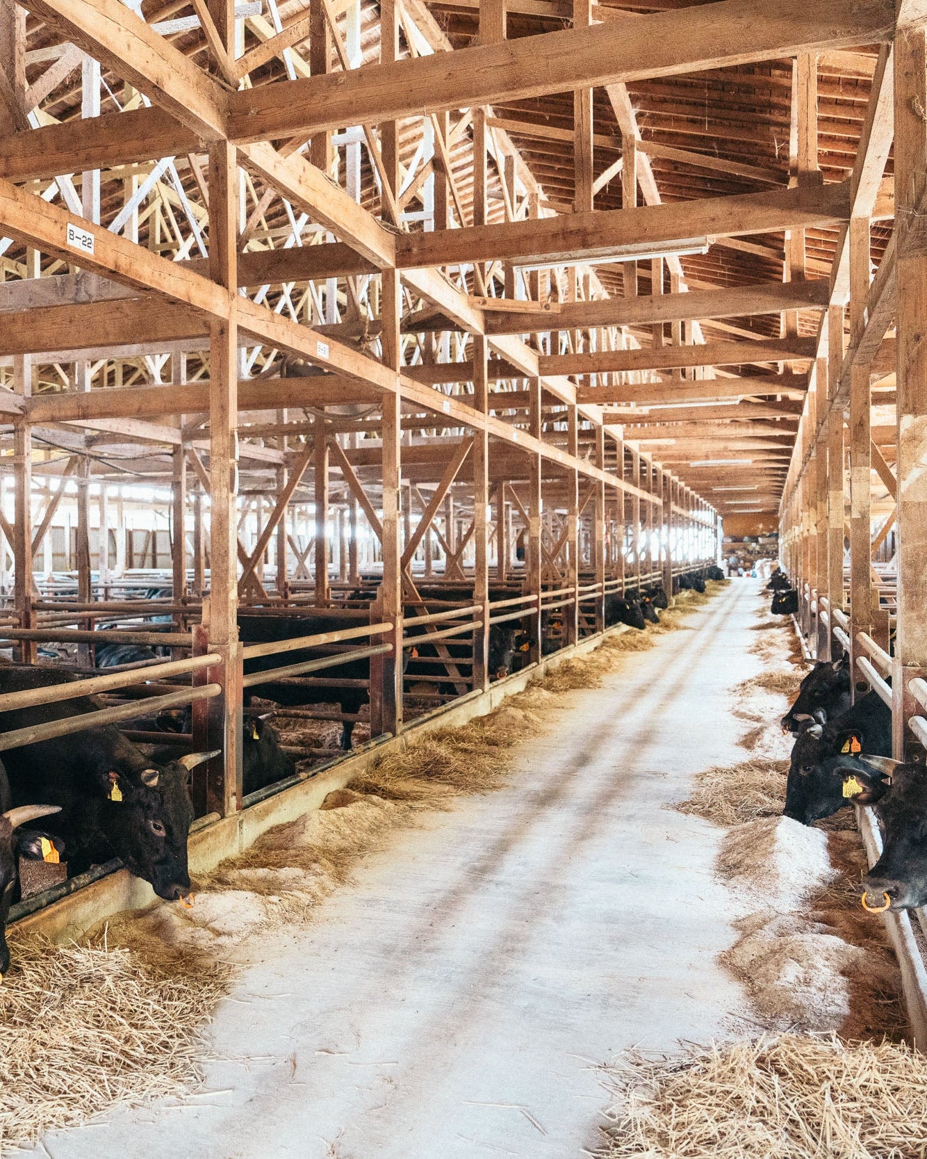 ARF Select 国産飼料100%で育てられた天童牛 切り落とし 2kg