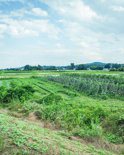 埼玉県小川町　旬の野菜セットB（8～10種）
