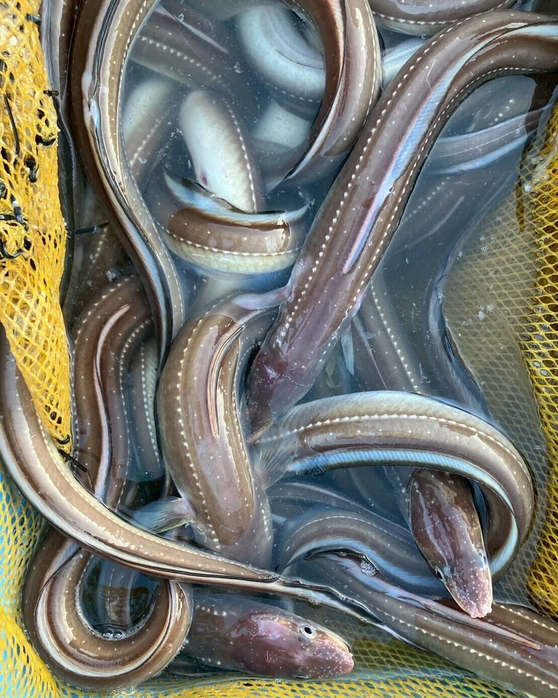 長崎県対馬　氷締め穴子の開き　2kg　冷凍