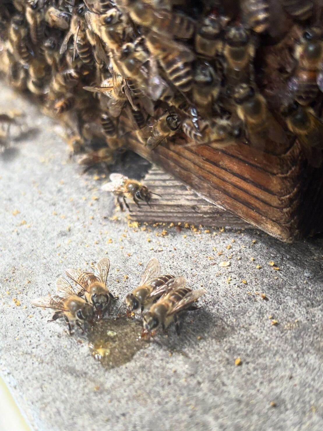 長崎県対馬 日本ミツバチ 蜂蜜 500ml – A RESTAURANT FOODS