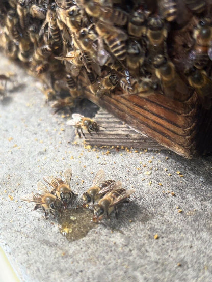 長崎県対馬　日本ミツバチ　蜂蜜　250ml