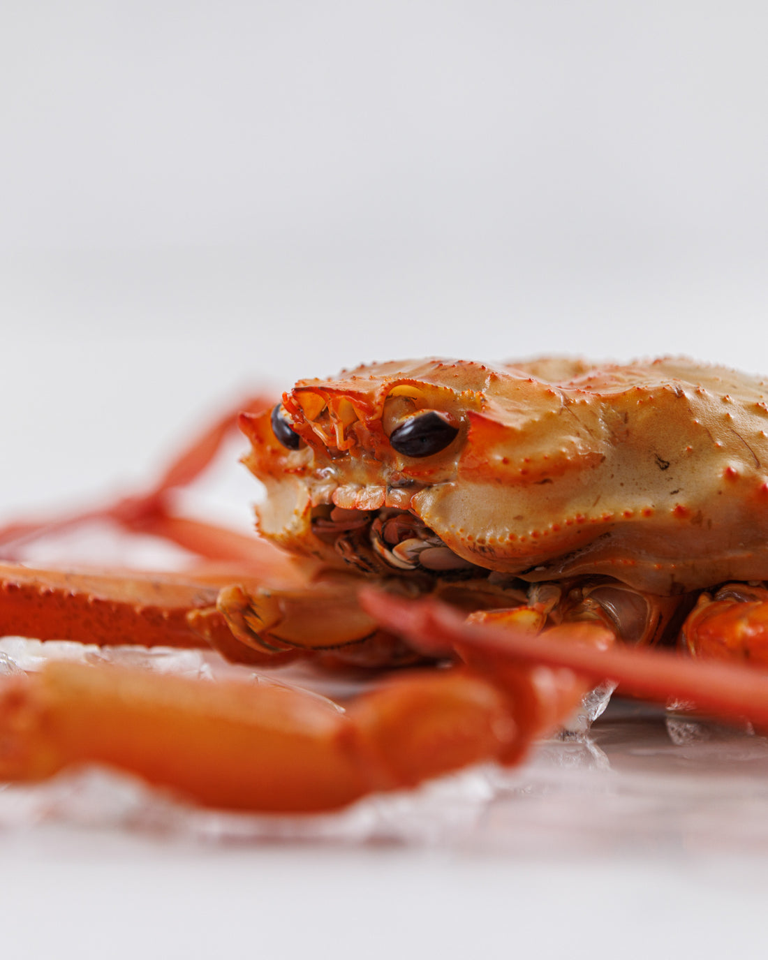 日本海富山湾 紅ズワイガニ 丸もの 姿（1kg超）タグ付き