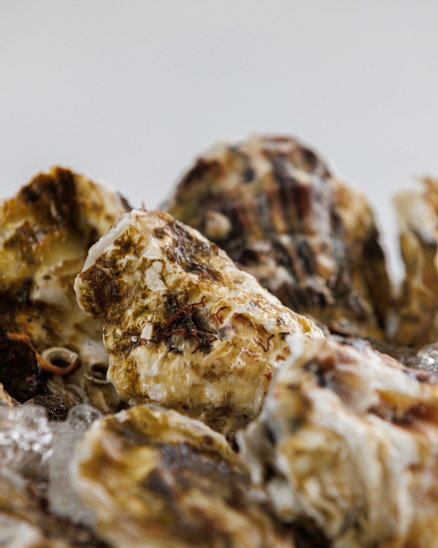 Toyama Bay Seasonal Seafood Set A (3-5 types, approximately 2.5 kg)