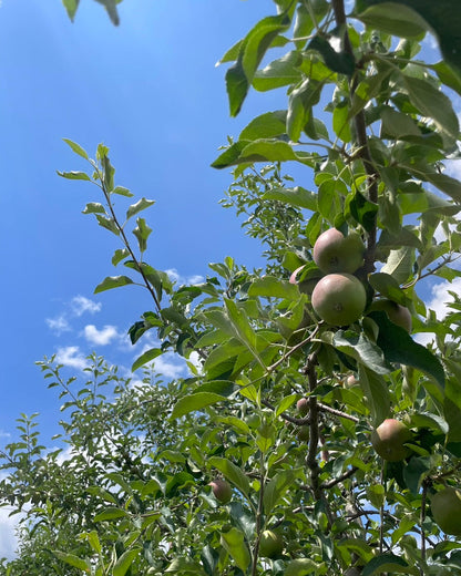 Ogawamachi, Saitama Prefecture Seasonal Vegetable Trial Set (5-7 varieties)